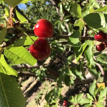 Maggiore Ranches - Super juicy - Fruits & Veggies Near Me - Byron, California