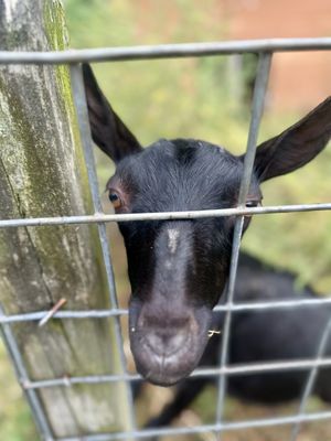 Riverview Orchards by null