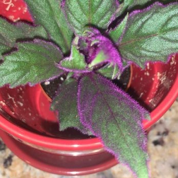 E.F.G. Orchids - Purple passion plant (Gynura Aurantiaca) - Nurseries & Gardening Near Me - Deland, Florida E.F.G. Orchids - Purple passion plant (Gynura Aurantiaca) - Nurseries & Gardening Near Me - Deland, Florida