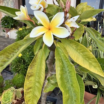 Yellow Vase - Plumeria blooming out front! - Mediterranean Near Me - Rolling Hills Estates, California Yellow Vase - Plumeria blooming out front! - Mediterranean Near Me - Rolling Hills Estates, California