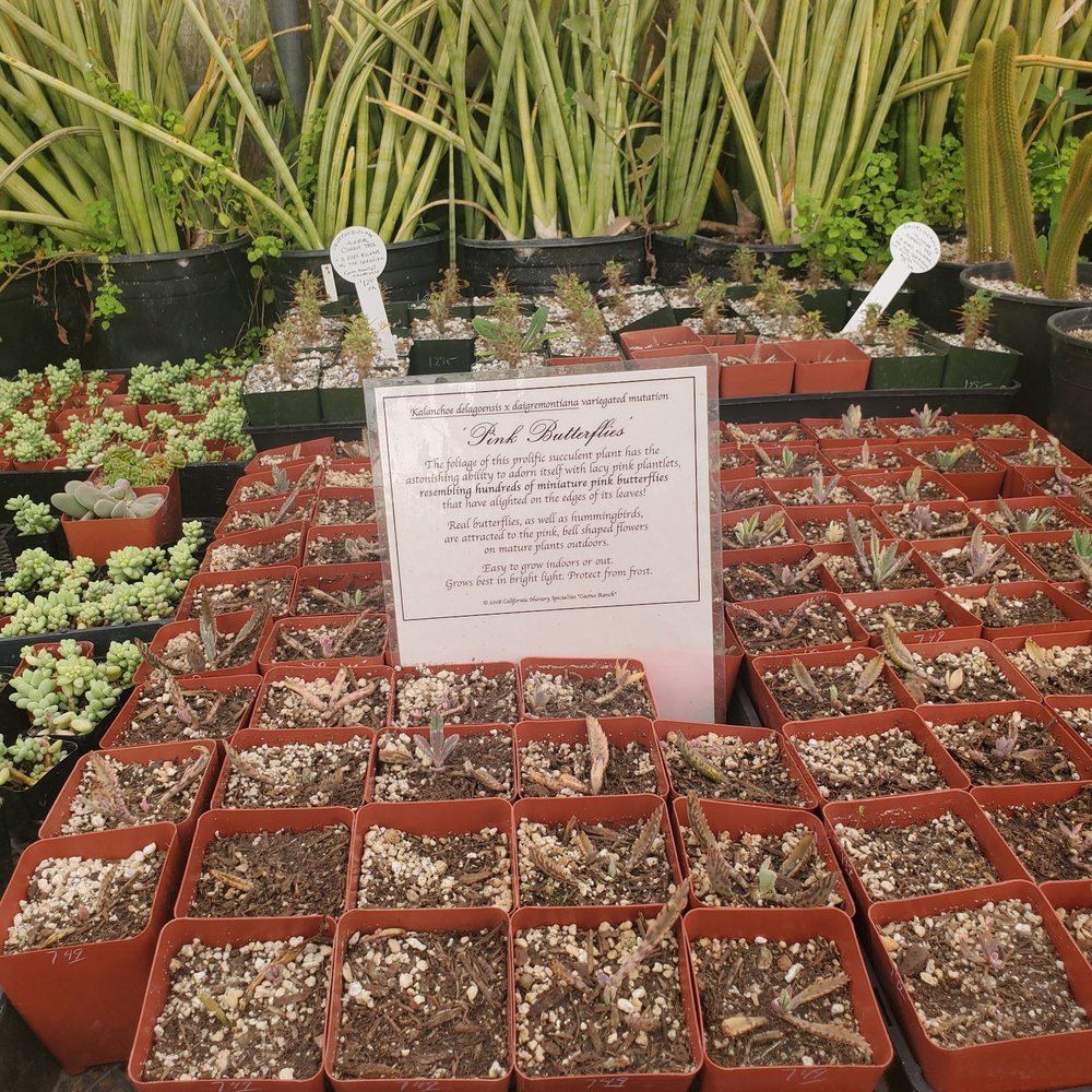 California Cactus Ranch - Nurseries & Gardening Near Me - Reseda, California California Cactus Ranch - Nurseries & Gardening Near Me - Reseda, California