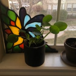 Plante