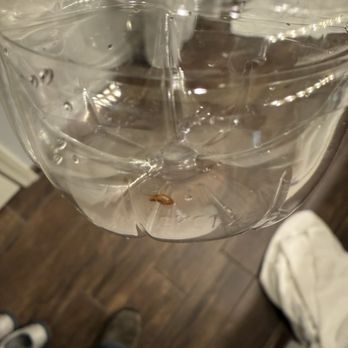 WorldMark Branson - Another picture of the live bed bug. - Hotels Near Me - Branson, Missouri