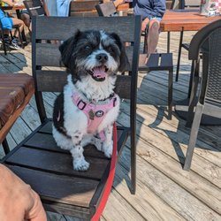 Lazy Bass Bayside Grill - Two words. Dog friendly!