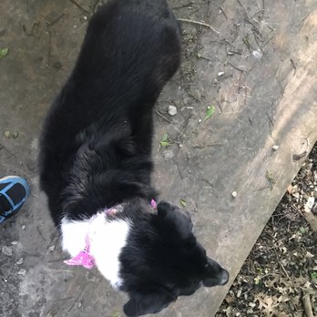 Bellissima Dog Boutique - Oreo had the same treatment and it was bad before she went - Pet Groomers Near Me - Olathe, Kansas Bellissima Dog Boutique - Oreo had the same treatment and it was bad before she went - Pet Groomers Near Me - Olathe, Kansas