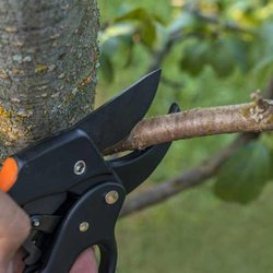 CJV Landscaping & Tree Removal