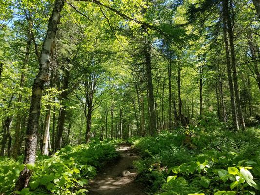 Parc national de la Jacques-Cartier by null