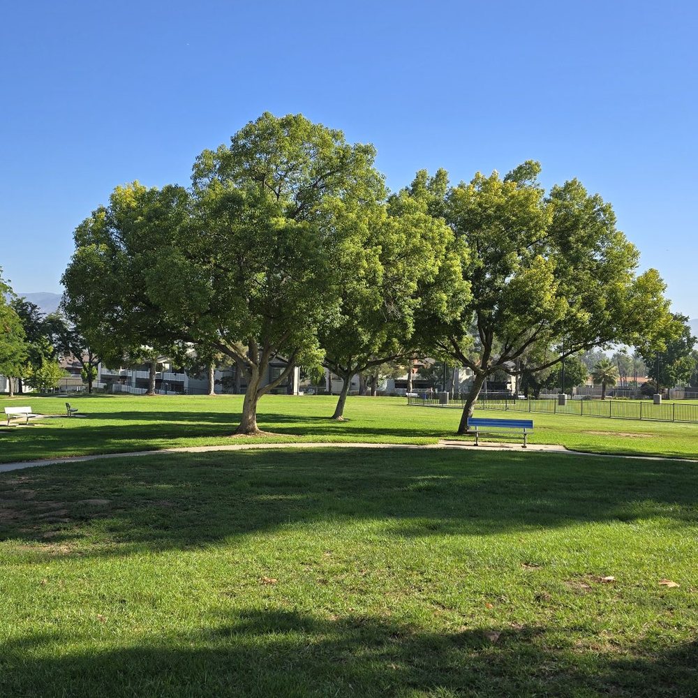 Brookside Park - The Tree. - Parks Near Me - Redlands, California