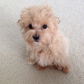 West Boca Veterinary Center - Daisy my malti-poo! :) - Veterinarians Near Me - Boca Raton, Florida