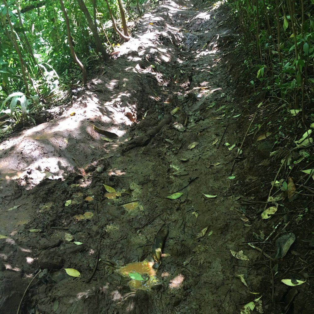 Aiea Loop Trail - Start of the muddy part of the trail. Slight incline here too so just be careful! - Hiking Near Me - Aiea, Hawaii