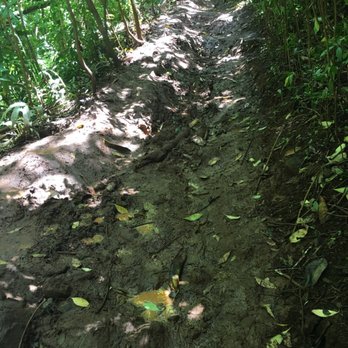 Aiea Loop Trail - Start of the muddy part of the trail. Slight incline here too so just be careful! - Hiking Near Me - Aiea, Hawaii