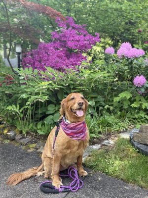 Steamboat Inn by null