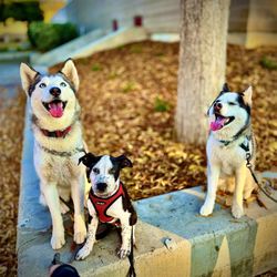 Kastner Intermediate School - Nice fall weather to utilize the campus for a photo op of our 3 furbabies!