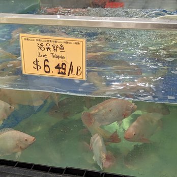 Asian Market - Tilapia - International Grocery Near Me - Charlotte, North Carolina Asian Market - Tilapia - International Grocery Near Me - Charlotte, North Carolina