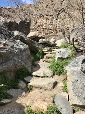Borrego Palm Canyon Nature Trail by null