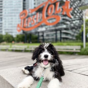 Prodigy Puppy - Dog Walkers Near Me - New York, New York Prodigy Puppy - Dog Walkers Near Me - New York, New York
