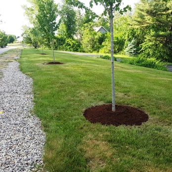 Joe Gauci Landscaping - a tree planted in a mulch bed - Landscaping Near Me - Bedford, New Hampshire Joe Gauci Landscaping - a tree planted in a mulch bed - Landscaping Near Me - Bedford, New Hampshire