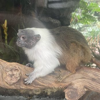 The Dallas World Aquarium - Aquariums Near Me - Dallas, Texas The Dallas World Aquarium - Aquariums Near Me - Dallas, Texas