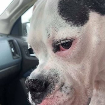 Brady's Run Veterinary Hospital - Side eye Piper Lola - Veterinarians Near Me - New Brighton, Pennsylvania Brady's Run Veterinary Hospital - Side eye Piper Lola - Veterinarians Near Me - New Brighton, Pennsylvania