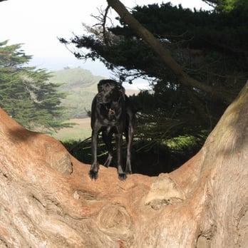 Hooker's Hounds - Dog Walkers Near Me - San Francisco, California