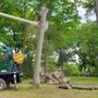 Photo of Charter Oak Tree Service