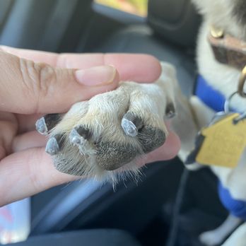 Petco - Nail trimming - Pet Stores Near Me - Avondale, Arizona