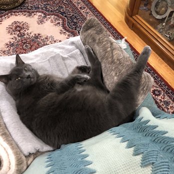 Thoreau Veterinary Hospital - Smokey is a very laid back cat - Veterinarians Near Me - Easton, Pennsylvania