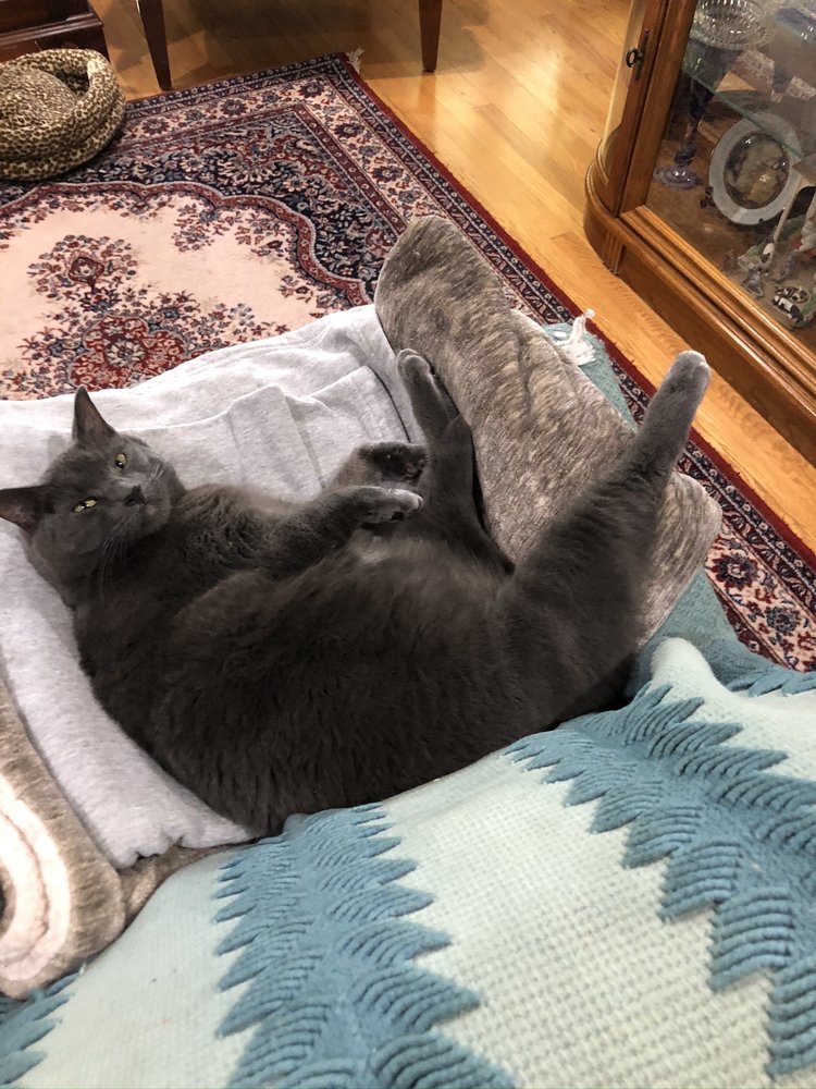 THOREAU VETERINARY HOSPITAL Updated August 2024 3300 Fox Hill Rd