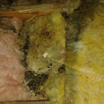 Rodent Masters - Insulation Installation Near Me - Van Nuys, California Rodent Masters - Insulation Installation Near Me - Van Nuys, California