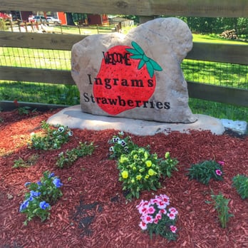 Ingram's Strawberries - Ingram Farms - Fruits & Veggies Near Me - High Point, North Carolina