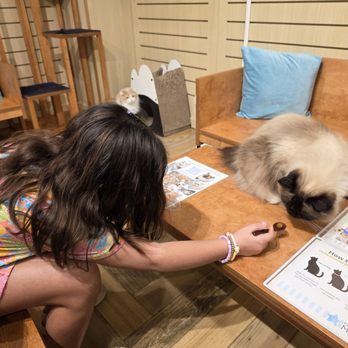 Cat Cafe Moff - Themed Cafes Near Me - Honolulu, Hawaii