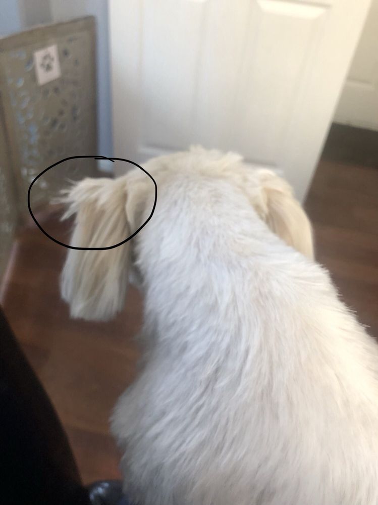 BARKS AND BUBBLES PET SALON 53 Photos & 41 Reviews Pet Groomers