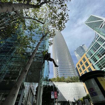 The Urban Arborist - Carlos - Tree Services Near Me - San Francisco, California The Urban Arborist - Carlos - Tree Services Near Me - San Francisco, California