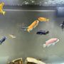 Photo of Aquarium Concepts