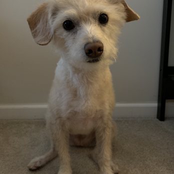 Groomies - Summer cut. - Pet Groomers Near Me - Chicago, Illinois Groomies - Summer cut. - Pet Groomers Near Me - Chicago, Illinois