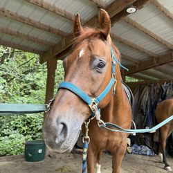 Mone Farms and Training Center