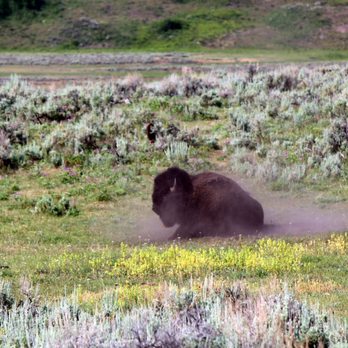 Yellowstone Safari Company - We saw this bull bison wallowing in dirt from the side of the road. - Walking Tours Near Me Yellowstone Safari Company - We saw this bull bison wallowing in dirt from the side of the road. - Walking Tours Near Me