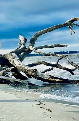 Driftwood Beach by null