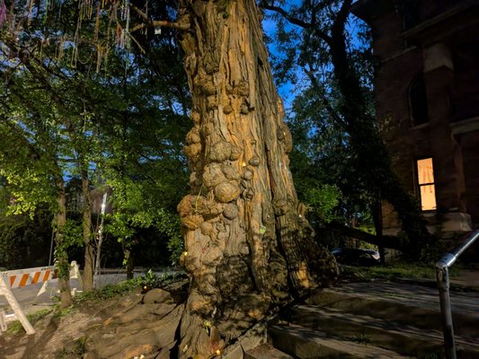 Louisville Historic Tours by null