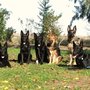 Photo of Dragon Crest Dog Training