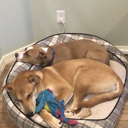 This is how they look after a day at Camp Bow Wow.