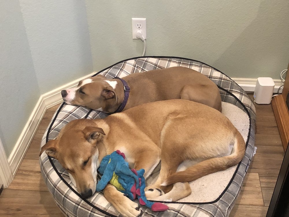 Camp Bow Wow - pet boarding facility in Monument, CO