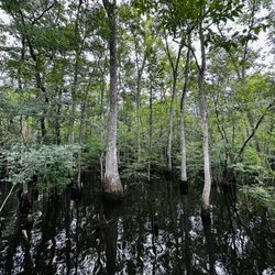 Morrison Springs - High waters