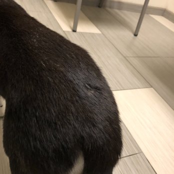 Jazzy Pawz  - Pet Groomers Near Me - Atlanta, Georgia