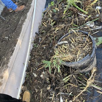 Sac Valley Precision Pruning - Pile of bamboo roots. - Tree Services Near Me Sac Valley Precision Pruning - Pile of bamboo roots. - Tree Services Near Me