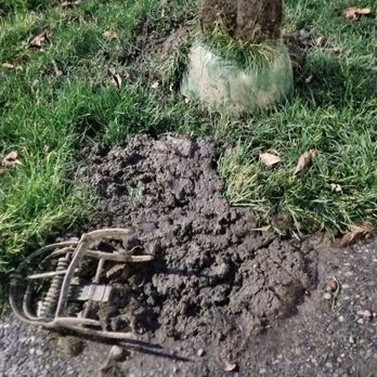 The Mole Patrol Inc - This is what we found sitting in our yard after install day. Luckily, we found it before our toddler did. - Pest Control Near Me The Mole Patrol Inc - This is what we found sitting in our yard after install day. Luckily, we found it before our toddler did. - Pest Control Near Me