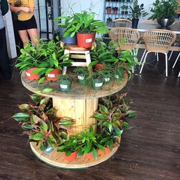 Indoor plants Indoor plants