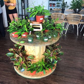 Plantstay - Indoor plants - Nurseries & Gardening Near Me - Gainesville, Florida Plantstay - Indoor plants - Nurseries & Gardening Near Me - Gainesville, Florida