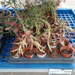 Rona - Sad succulents. I know big box stores don't take as good care of their plants, but these succulents are in such rough shape :(