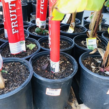 The Home Depot - So many types of fruit trees! - Hardware Stores Near Me - El Monte, California The Home Depot - So many types of fruit trees! - Hardware Stores Near Me - El Monte, California